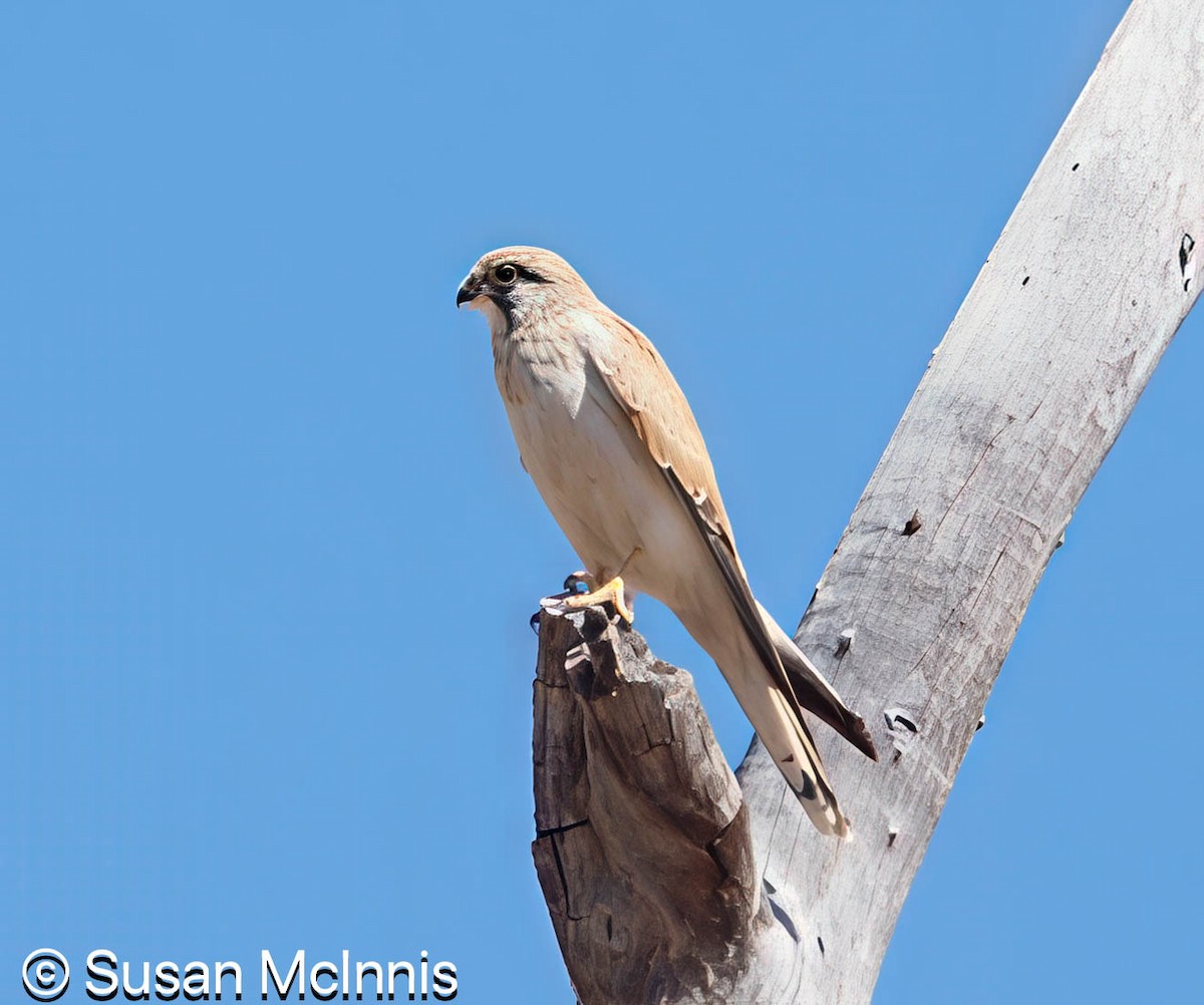 Nankeen Kestrel - ML642828668
