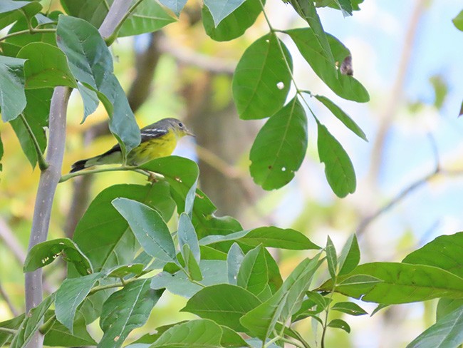Magnolia Warbler - ML642828671