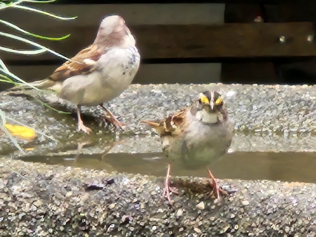 White-throated Sparrow - ML642828672