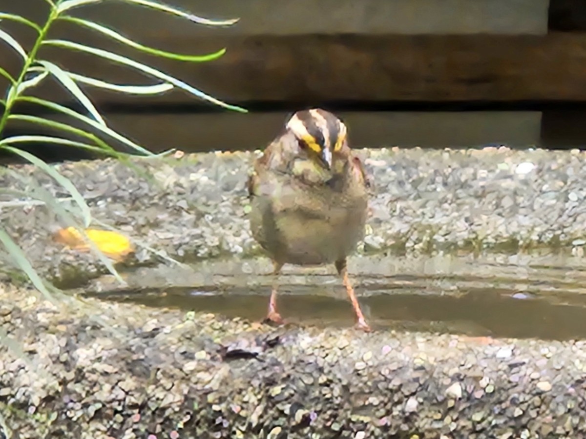 White-throated Sparrow - ML642828673