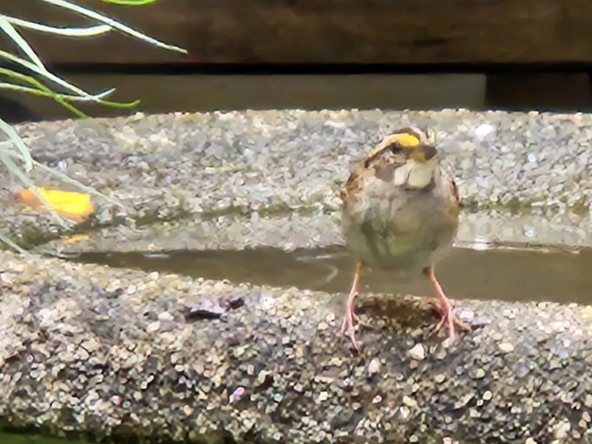 White-throated Sparrow - ML642828674