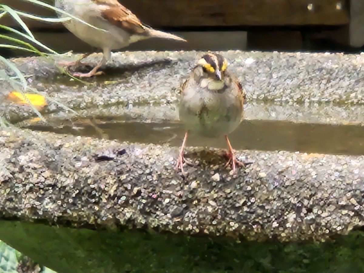 White-throated Sparrow - ML642828676