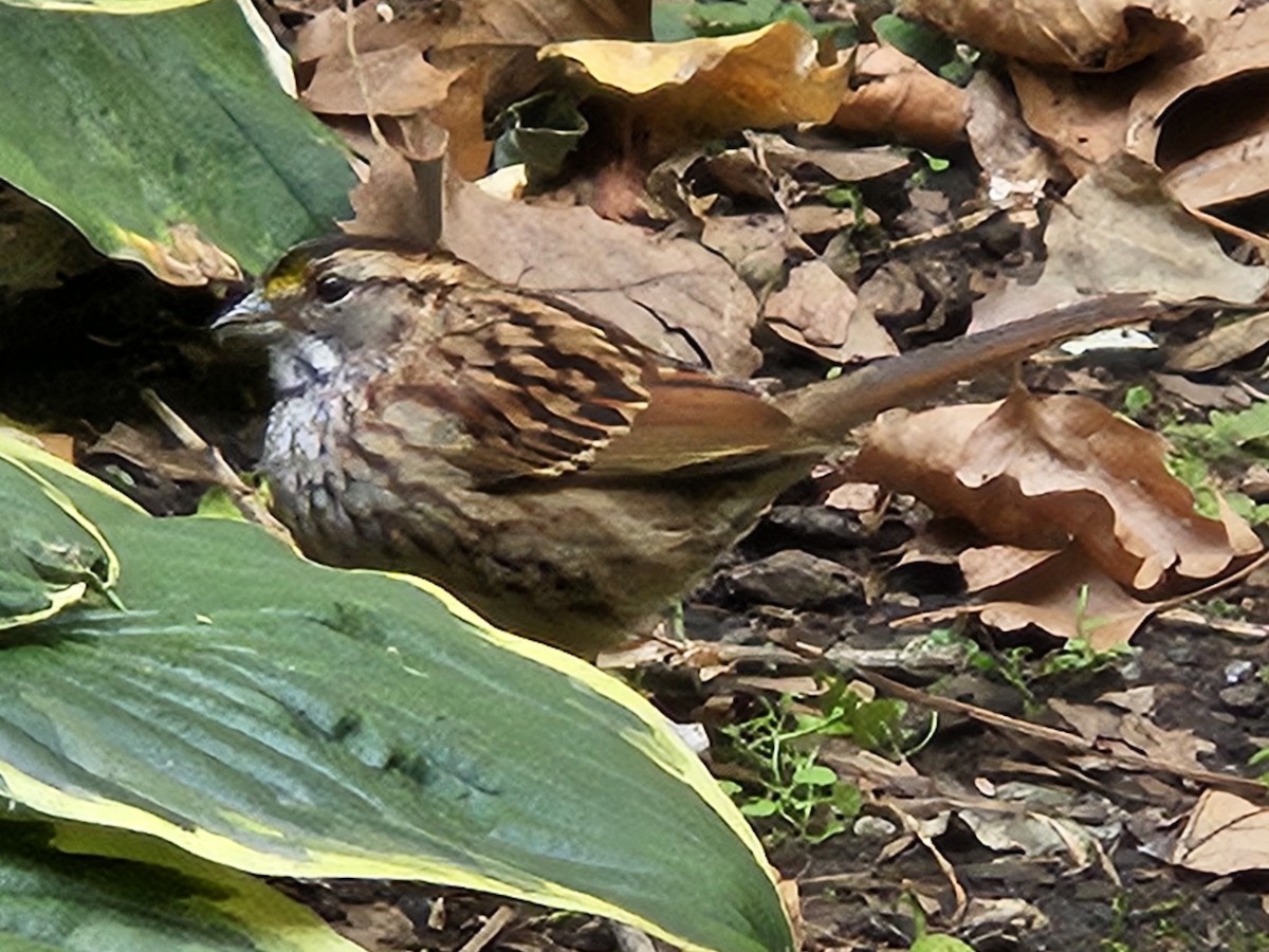 White-throated Sparrow - ML642828677