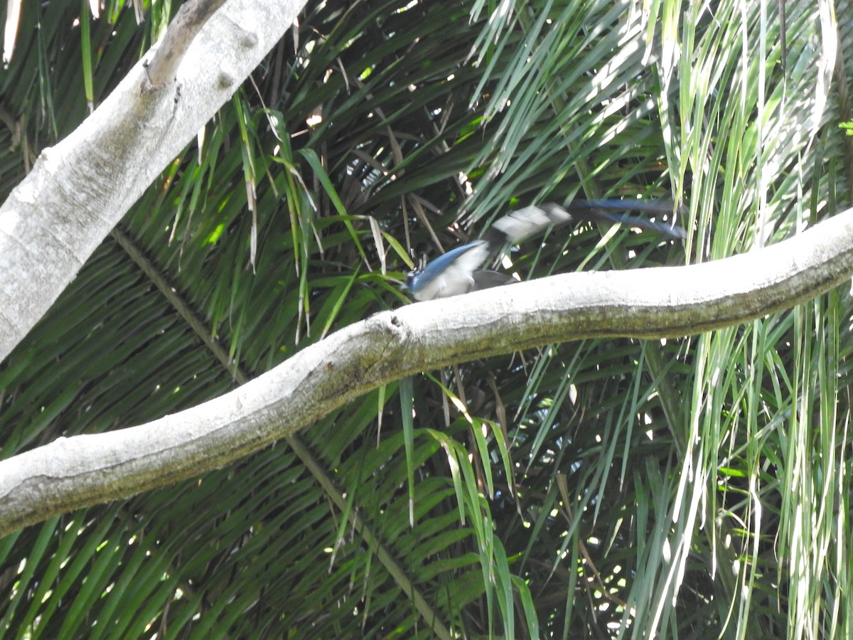 Black-throated Magpie-Jay - ML642828680