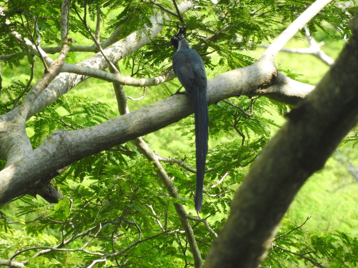 Black-throated Magpie-Jay - ML642828682