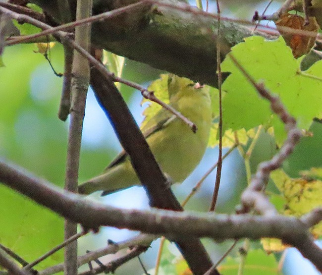 new world warbler sp. - ML642828695