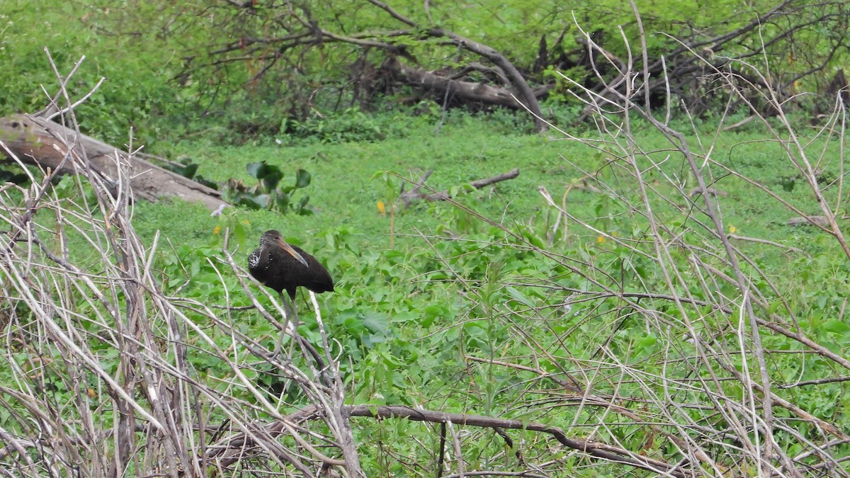 Limpkin - ML642828700