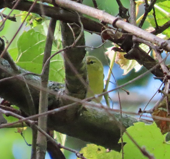 new world warbler sp. - ML642828701