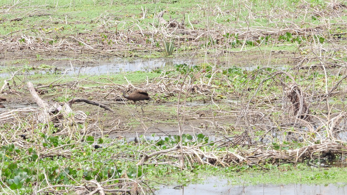 Limpkin - ML642828702