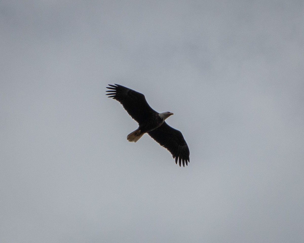 Bald Eagle - ML642828703