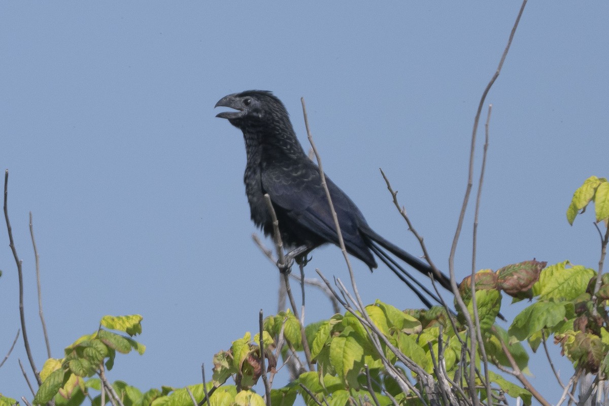 Groove-billed Ani - ML642828704