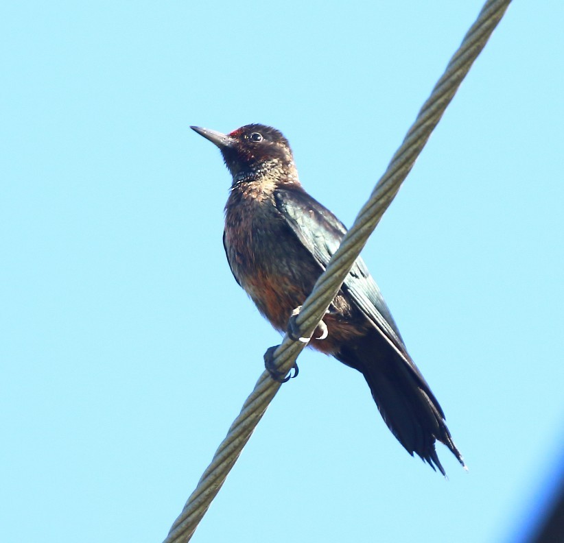 Lewis's Woodpecker - ML642828705
