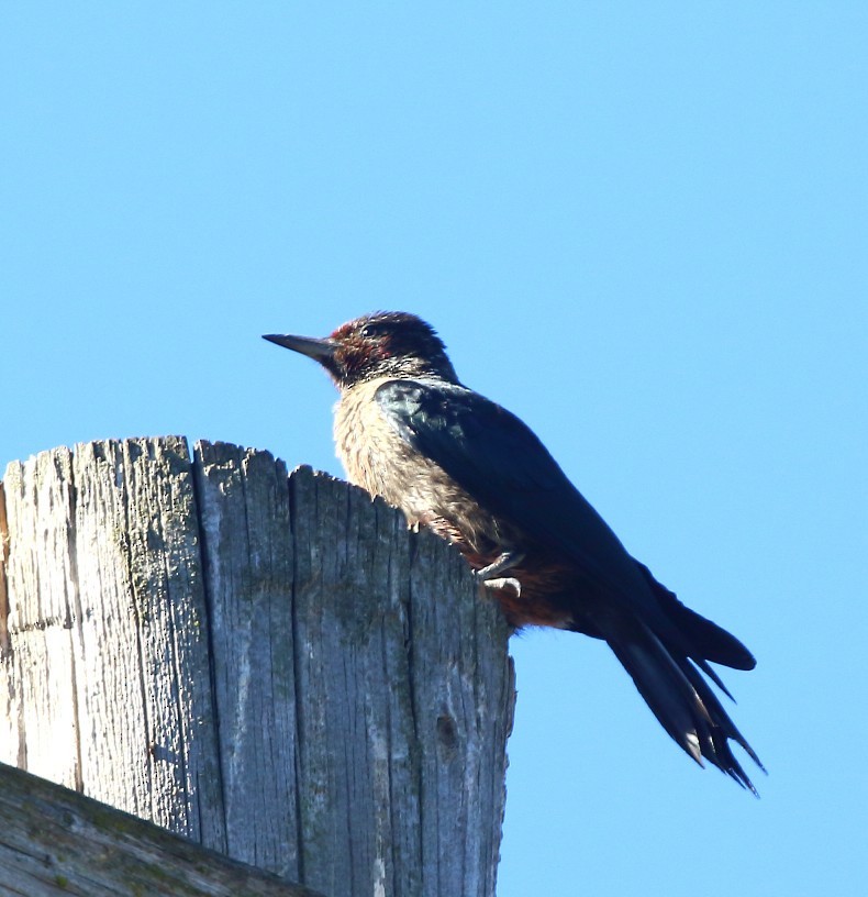 Lewis's Woodpecker - ML642828706
