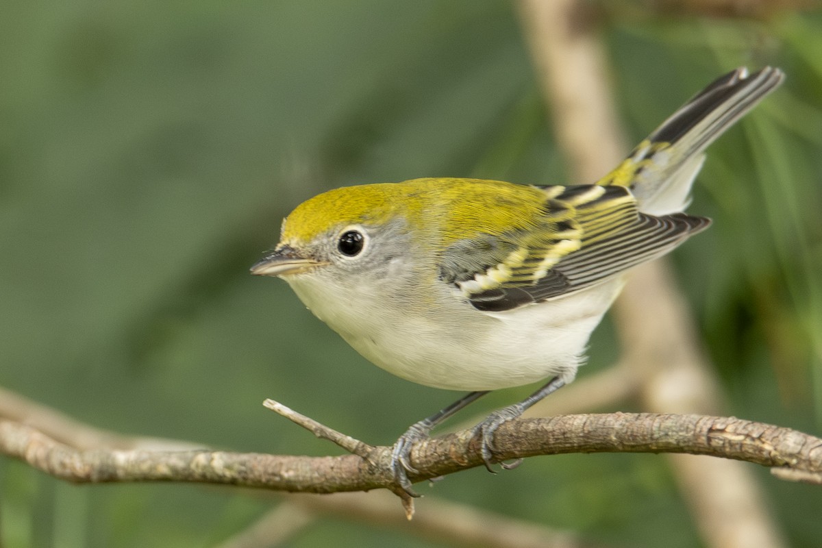 Chestnut-sided Warbler - ML642828708