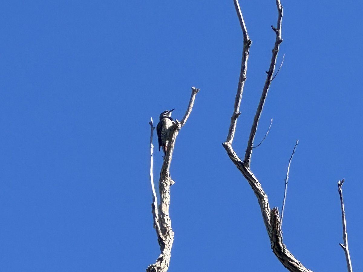 Northern Flicker - ML642828711