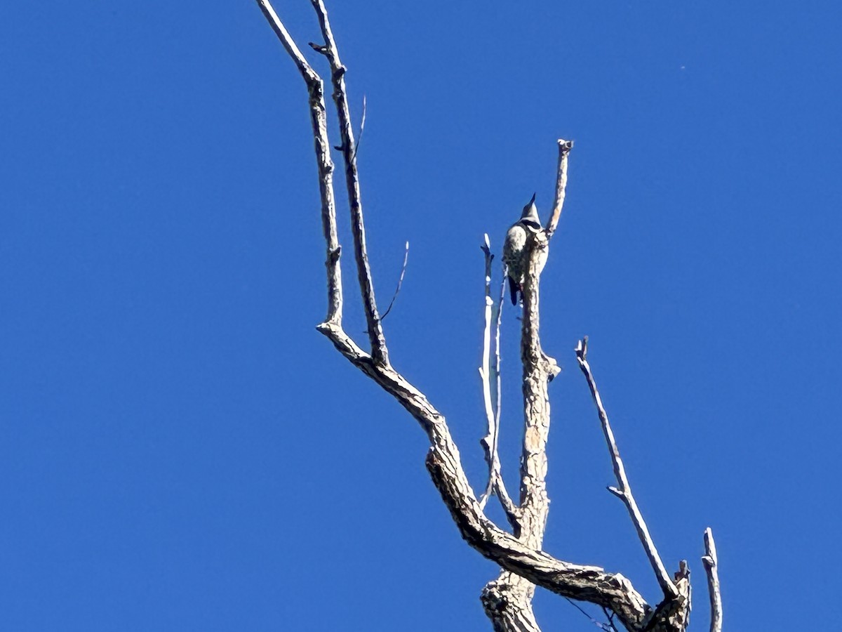Northern Flicker - ML642828712