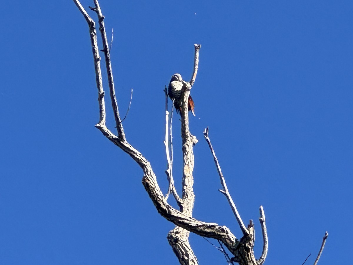 Northern Flicker - ML642828713