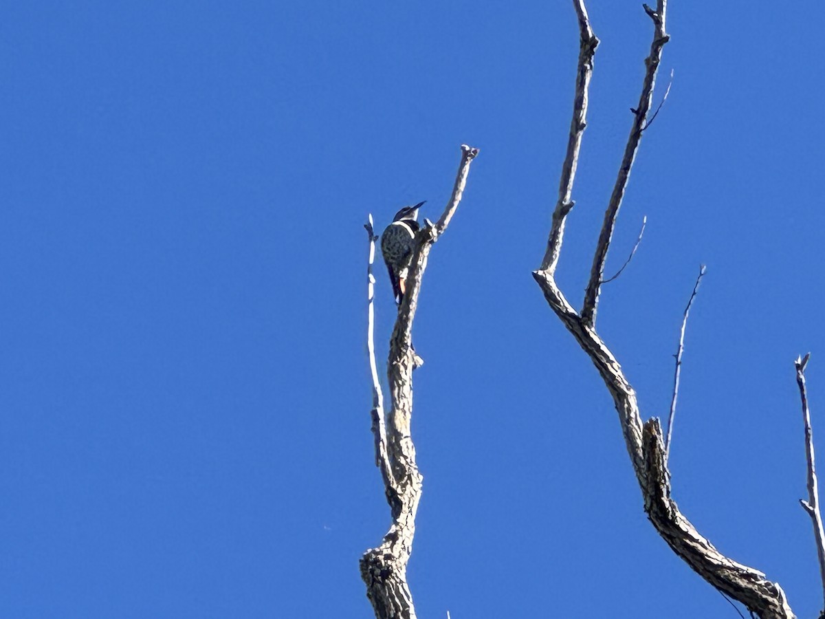Northern Flicker - ML642828714