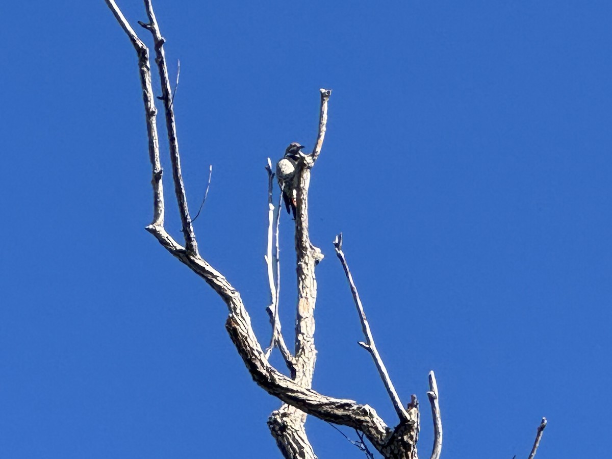 Northern Flicker - ML642828715