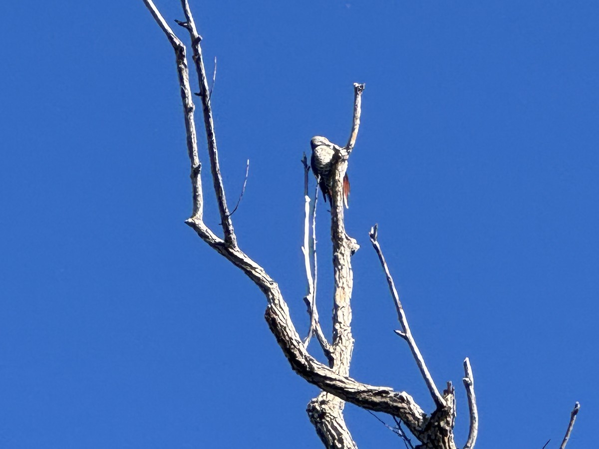 Northern Flicker - ML642828716