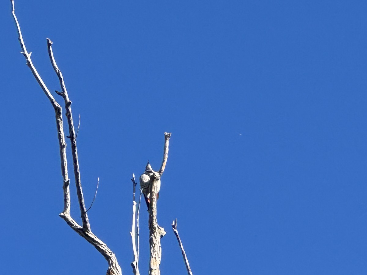Northern Flicker - ML642828717