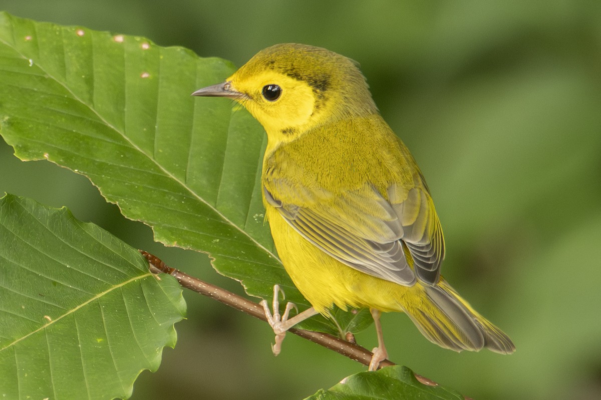 Hooded Warbler - ML642828718