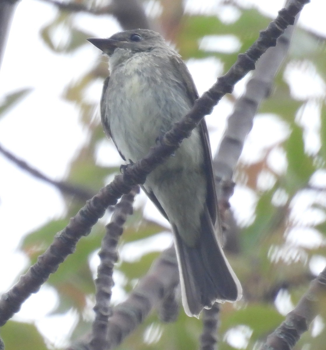 Eastern Wood-Pewee - ML642828721