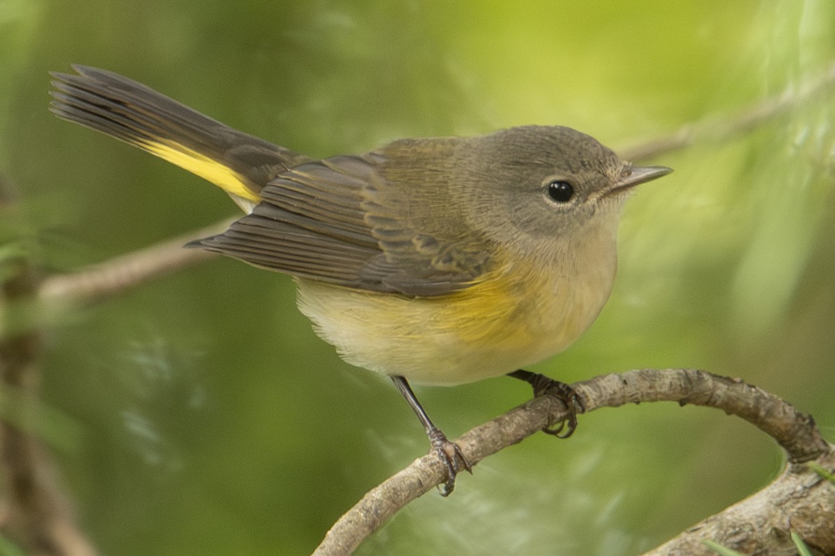 American Redstart - ML642828722