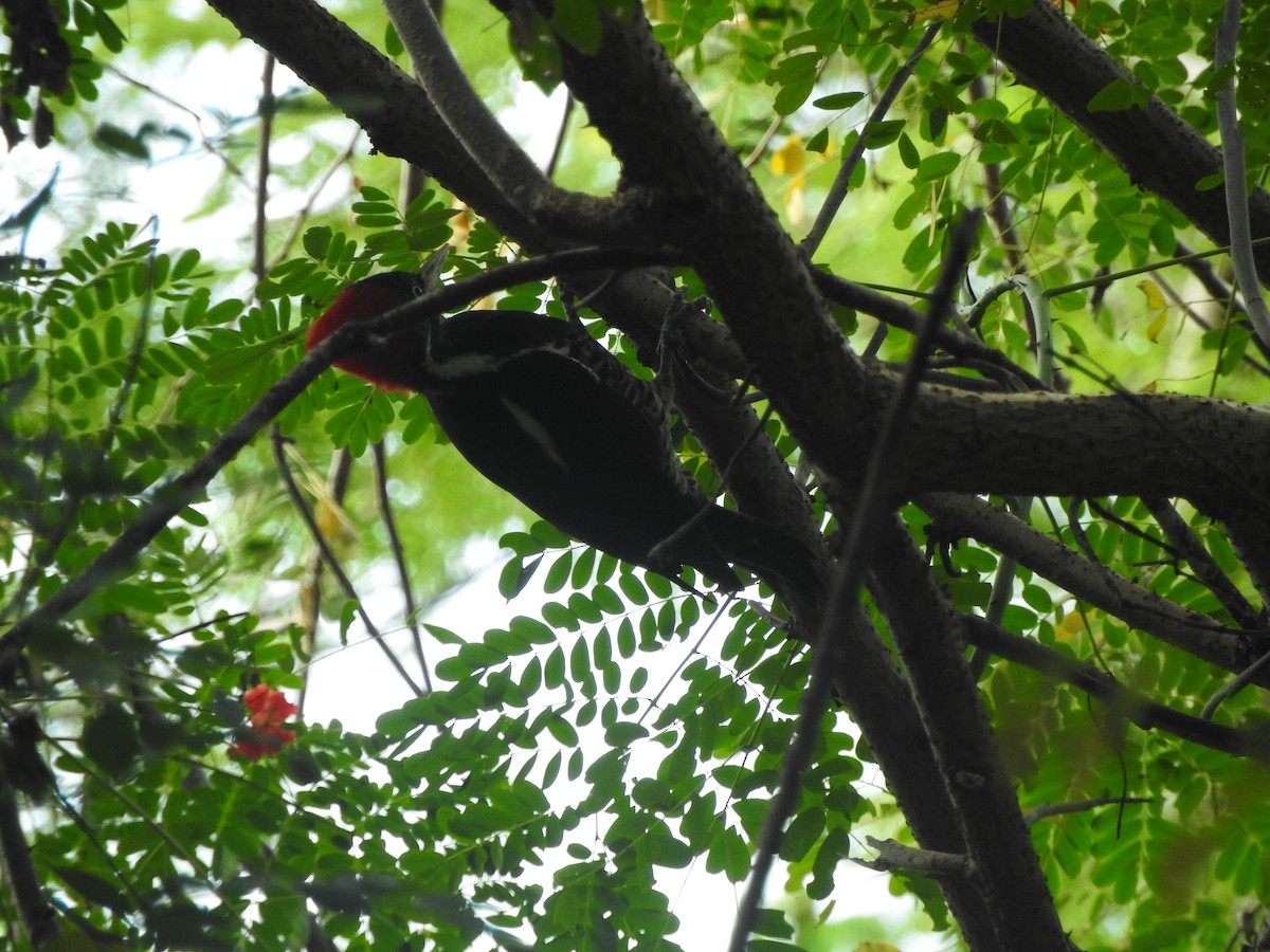 Lineated Woodpecker - ML642828723