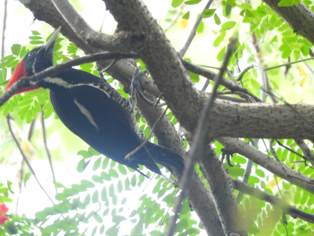 Lineated Woodpecker - ML642828724