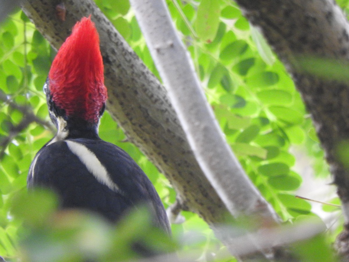 Lineated Woodpecker - ML642828725