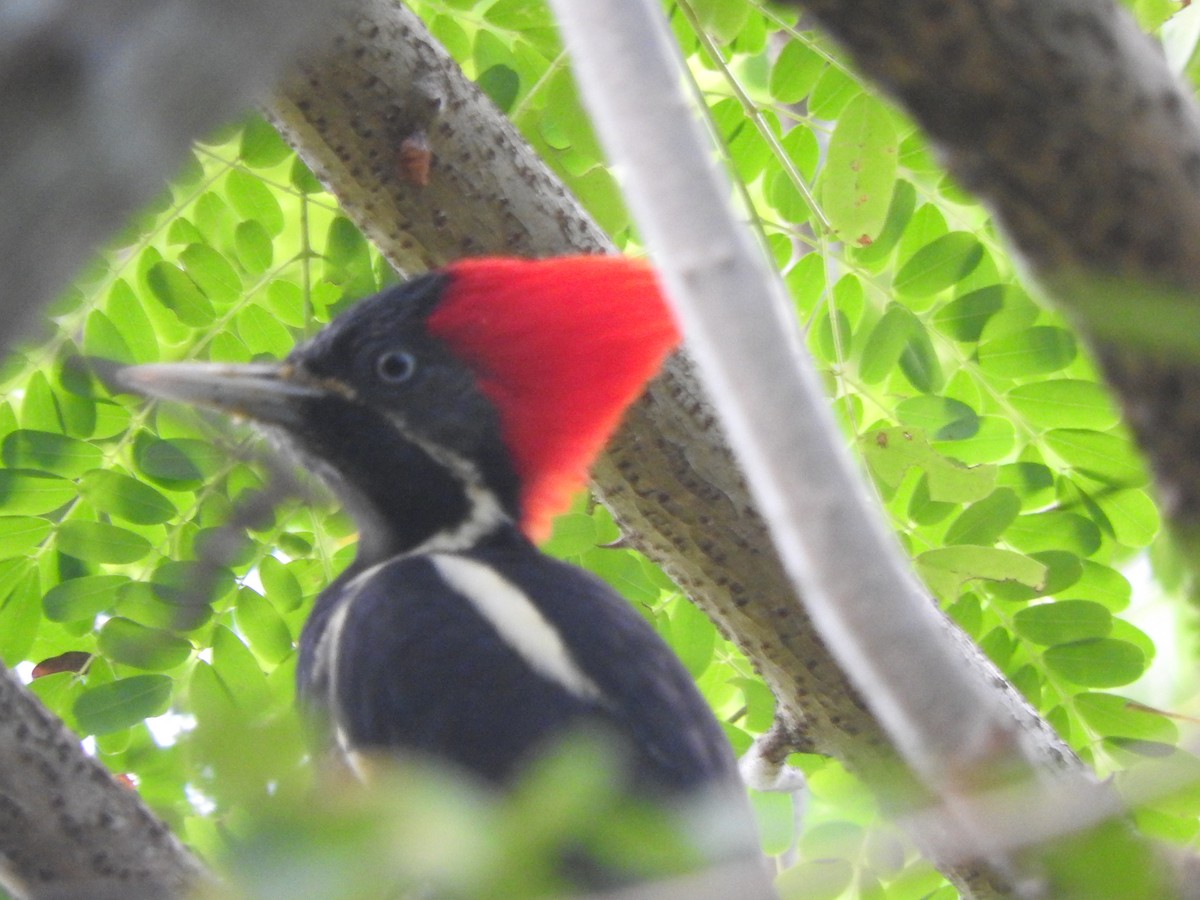 Lineated Woodpecker - ML642828726