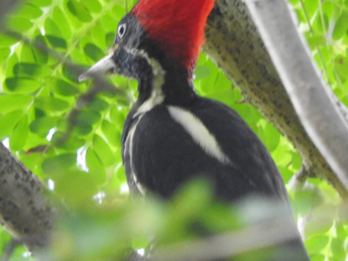 Lineated Woodpecker - ML642828727