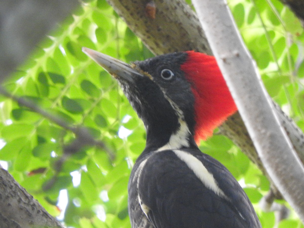 Lineated Woodpecker - ML642828728