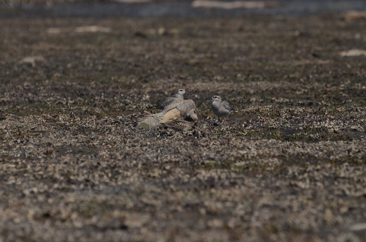 Black-bellied Plover - ML642828730