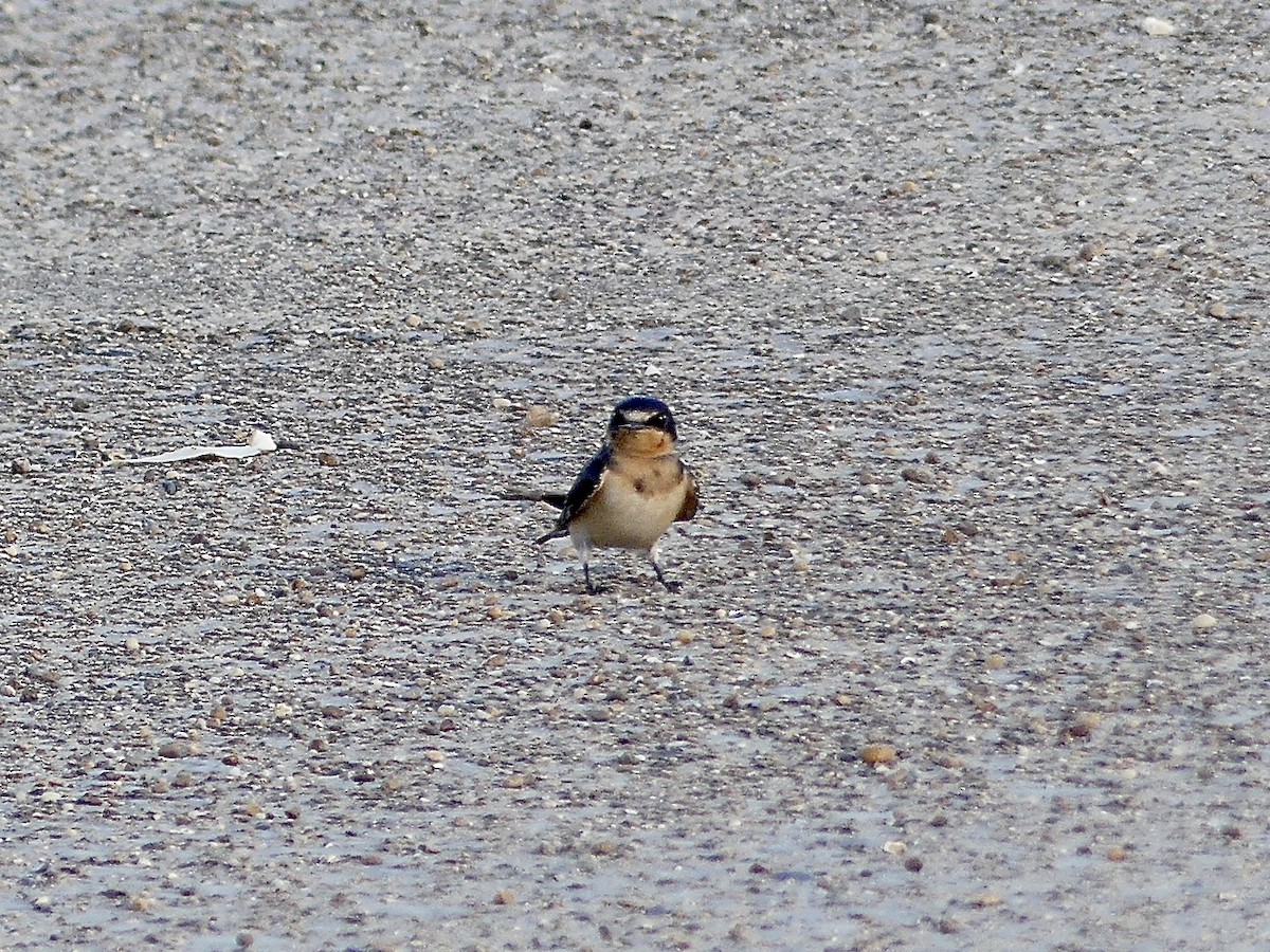 swallow sp. - ML642828731