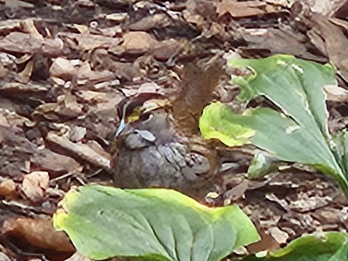 White-throated Sparrow - ML642828733