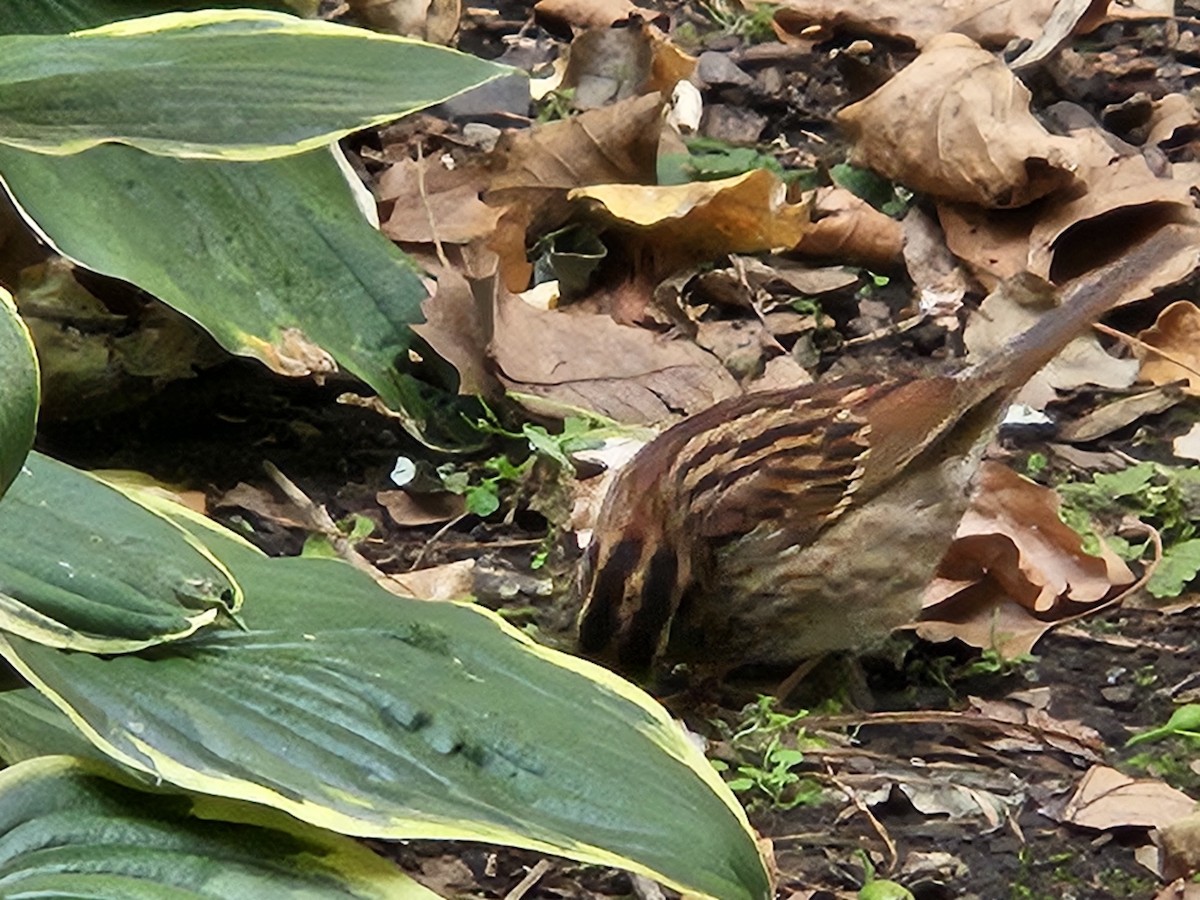 White-throated Sparrow - ML642828734