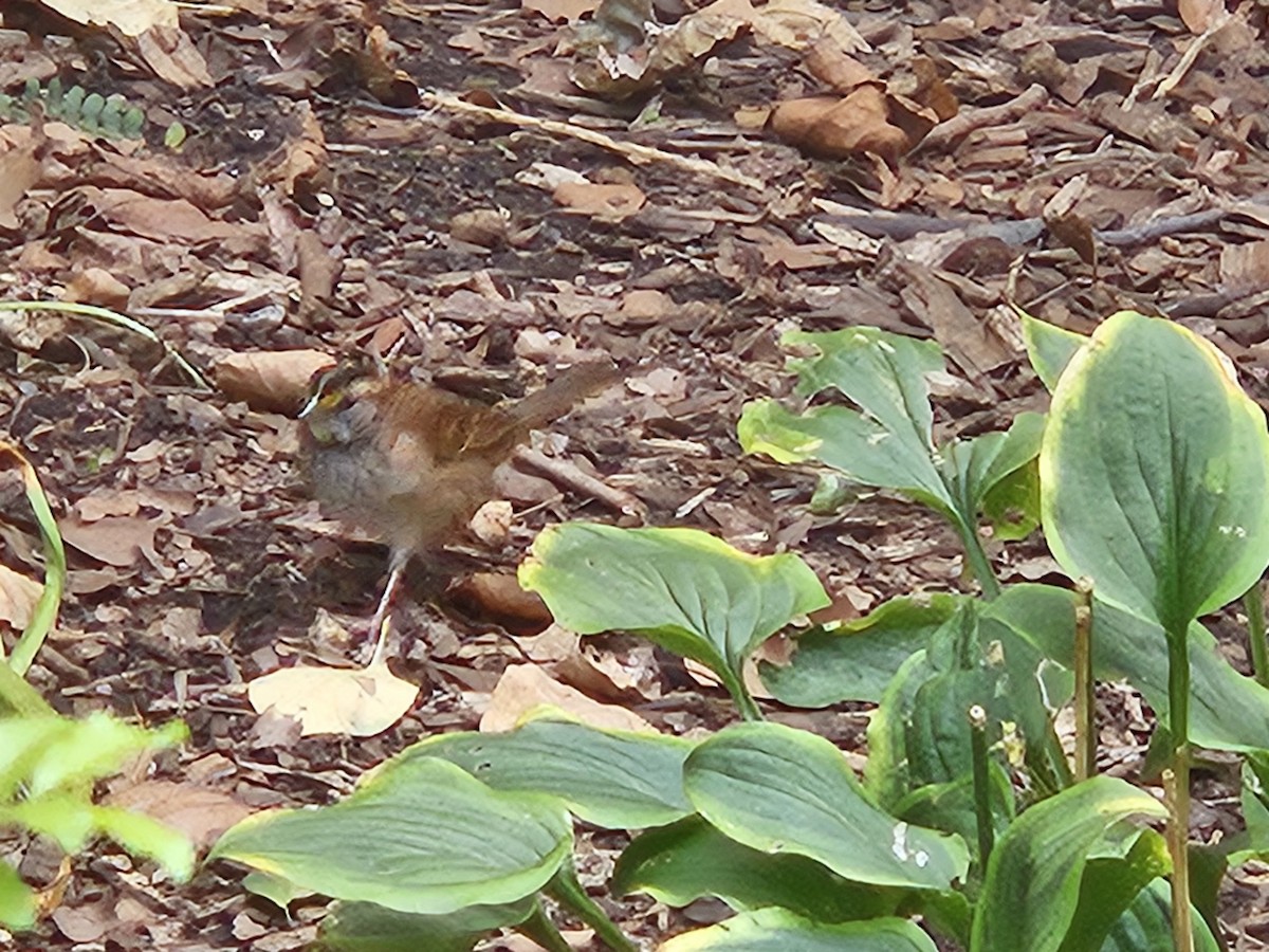 White-throated Sparrow - ML642828735