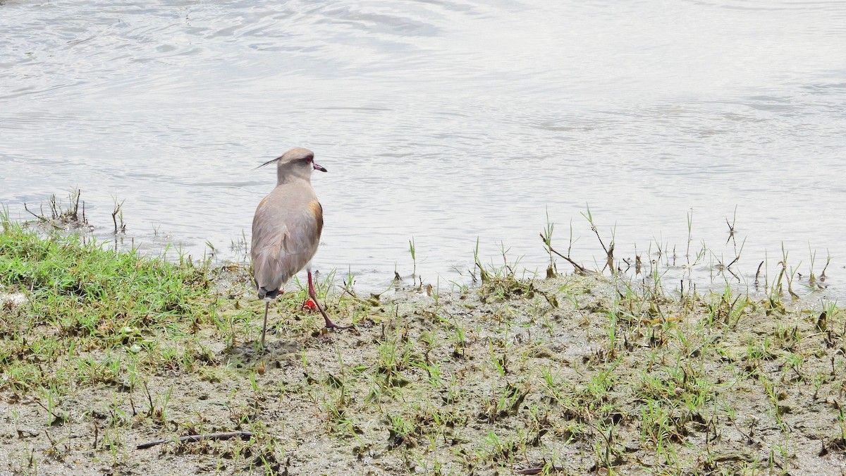 Southern Lapwing - ML642828736
