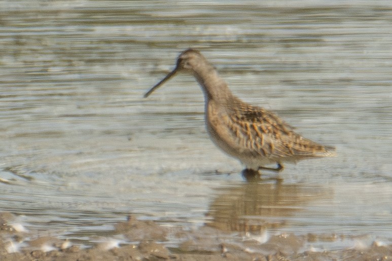 Short-billed Dowitcher - ML642828738