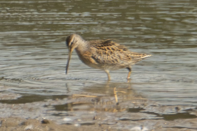 Short-billed Dowitcher - ML642828739