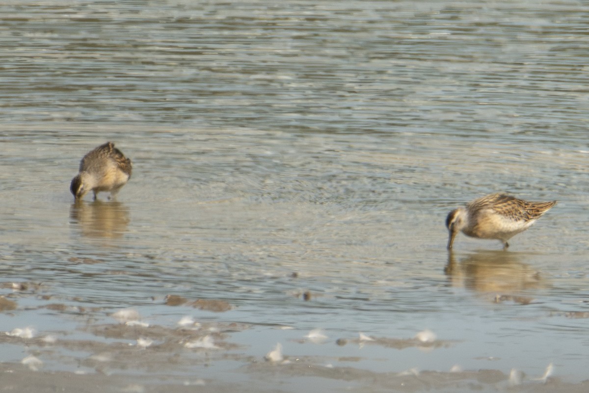 Short-billed Dowitcher - ML642828740