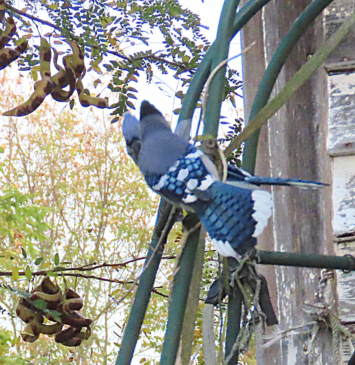 Blue Jay - ML642828743