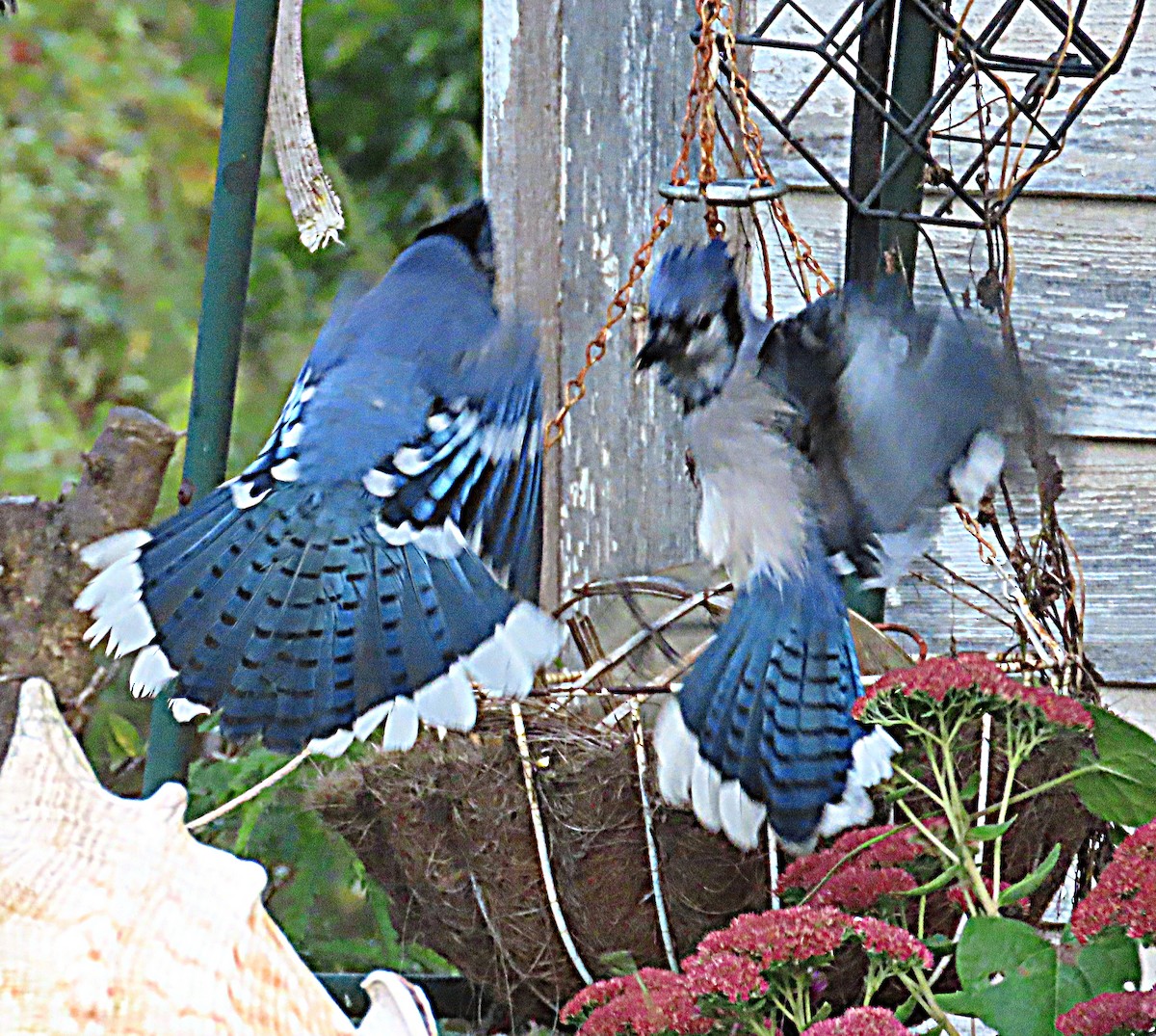 Blue Jay - ML642828744