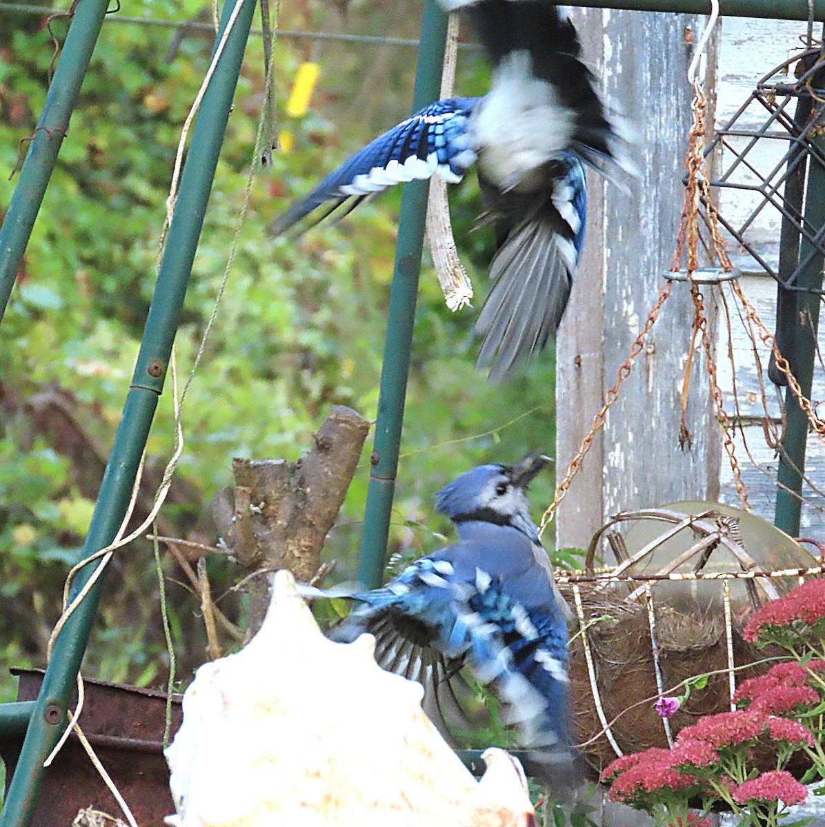 Blue Jay - ML642828745