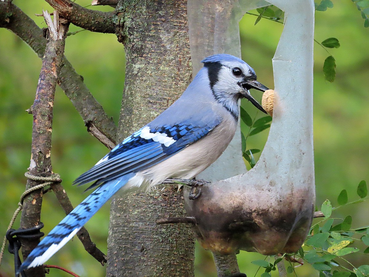 Blue Jay - ML642828746