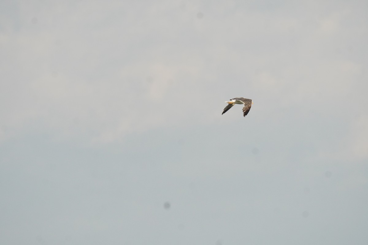 Lesser Black-backed Gull - ML642828747