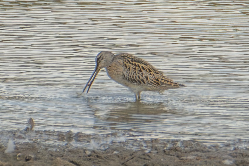 Short-billed Dowitcher - ML642828754