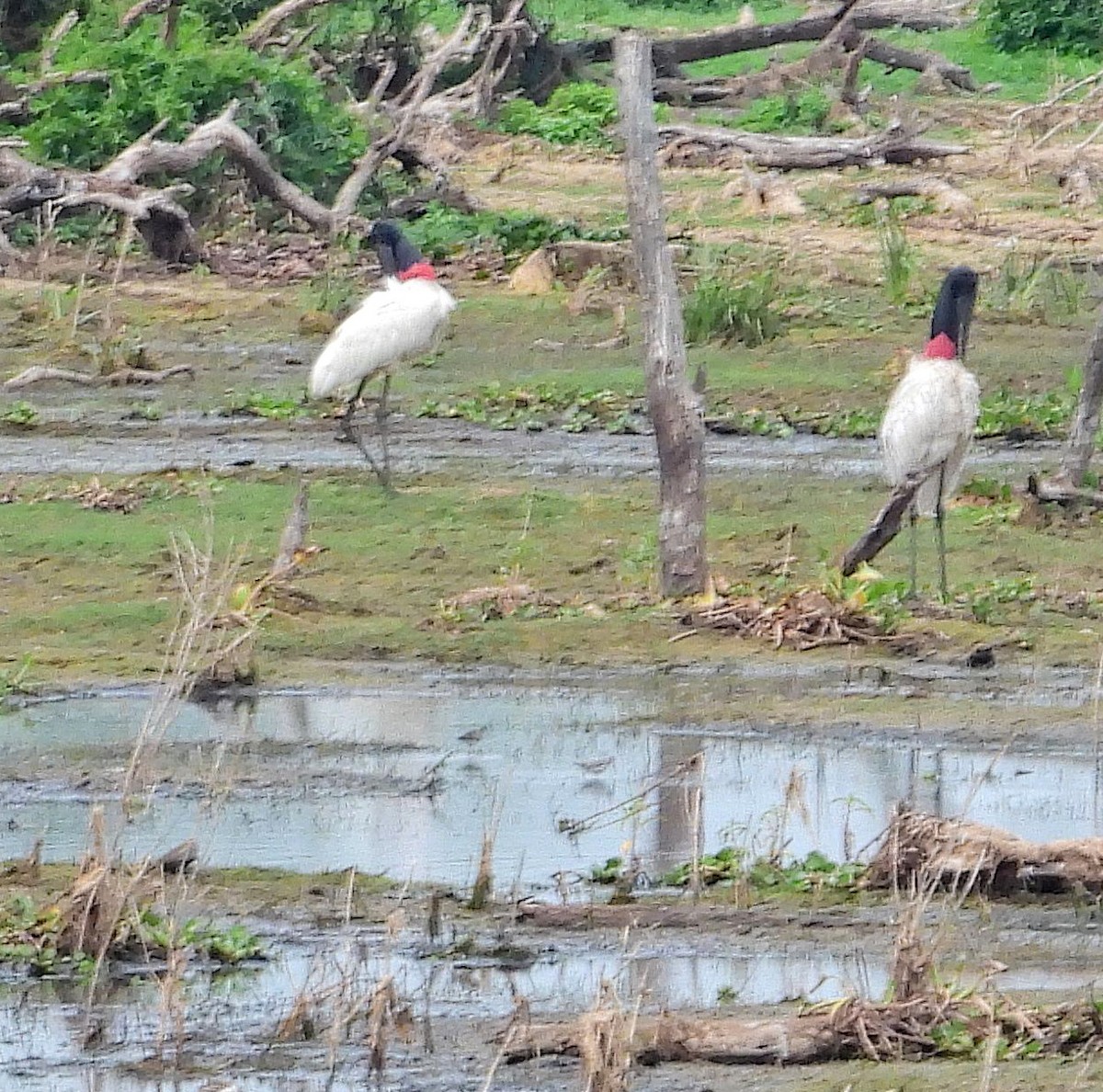 Jabiru amerikarra - ML642828765